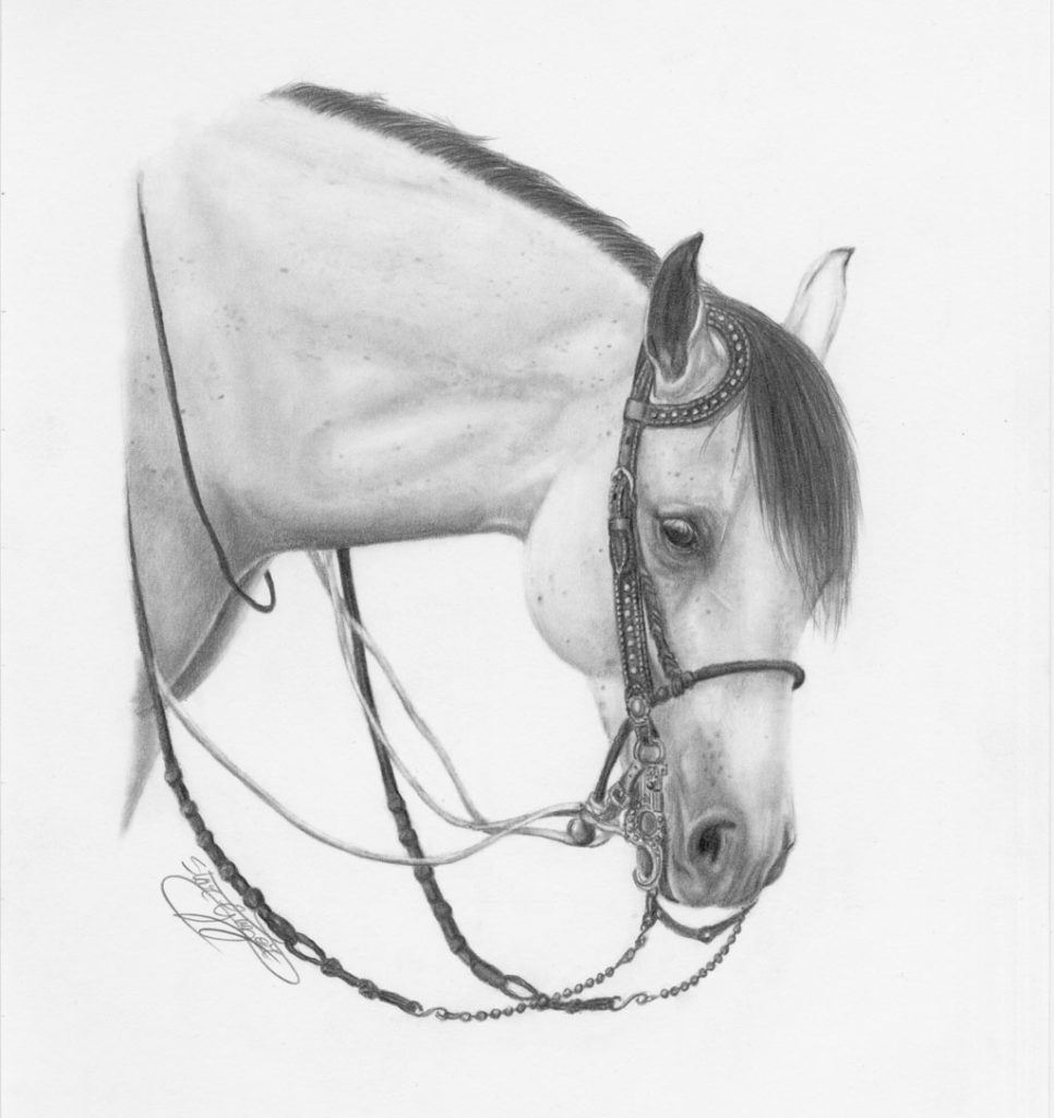 Li’l Gray – Jake Biernbaum’s Gray Horse
